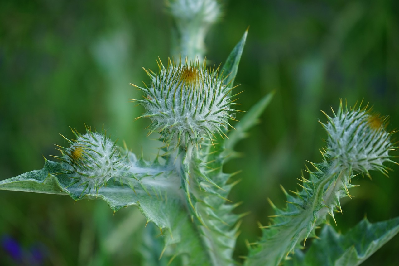 Quanto costa BioBoost Gel e dove si compra online?